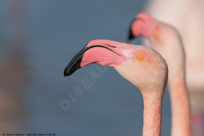 Greater Flamingoadult, identification, close-up portrait, aspect, pigmentation