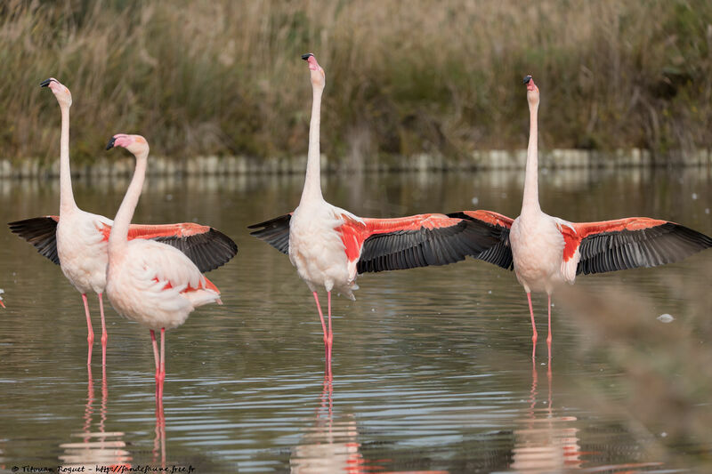Greater Flamingo, courting display