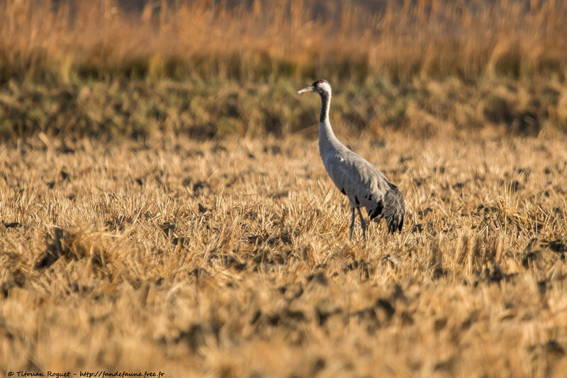 Common Crane, identification, habitat, walking