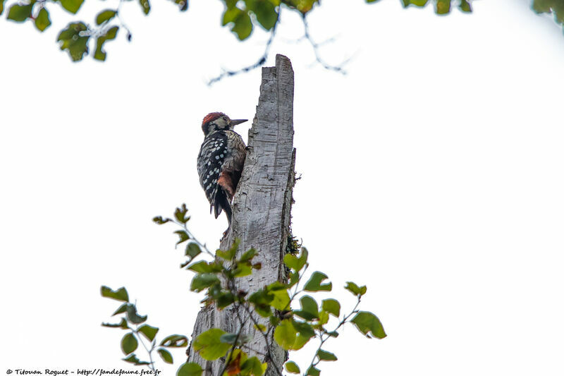 White-backed Woodpecker male adult, identification, close-up portrait, aspect, pigmentation