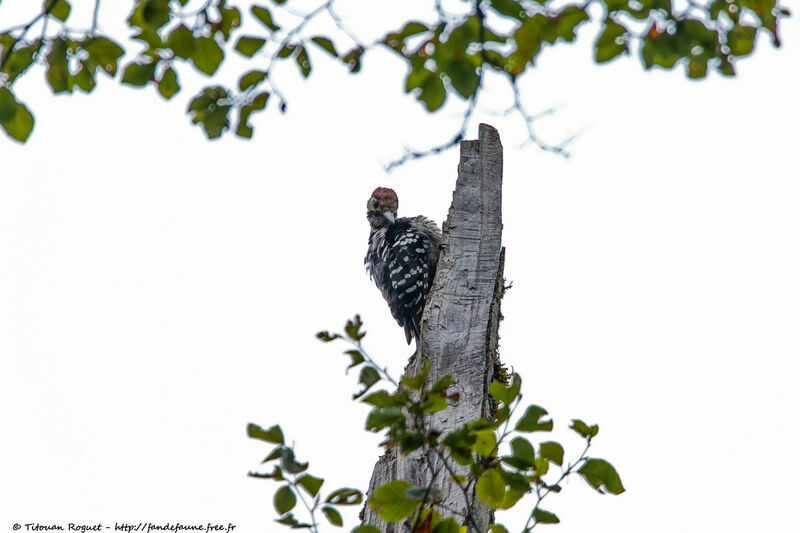 White-backed Woodpecker male adult, identification, close-up portrait, aspect, pigmentation