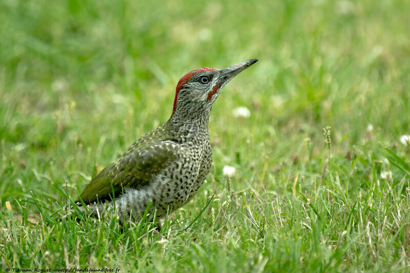 European Green WoodpeckerFirst year, identification