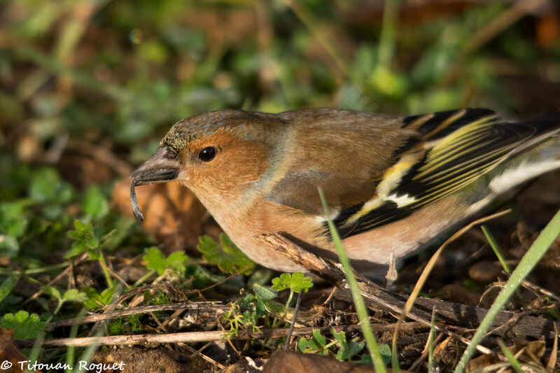 Common Chaffinch male, identification, eats