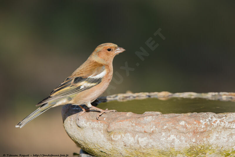 Common Chaffinch, identification, drinks