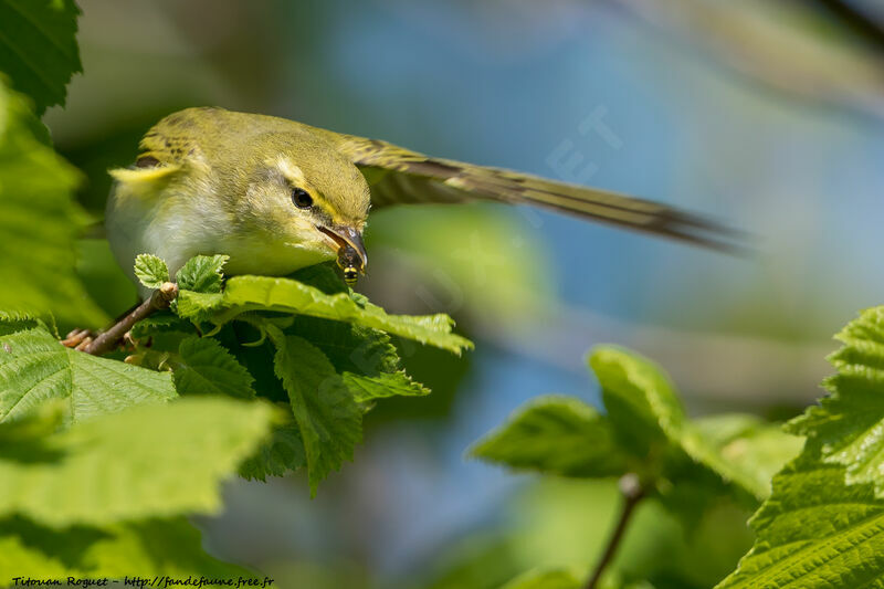 Wood Warbler, eats