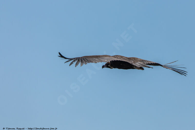 Cinereous Vultureadult, identification, aspect, Flight
