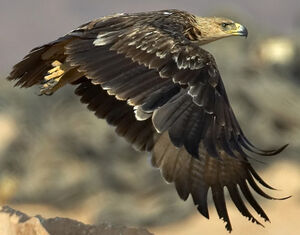 Aigle impérial