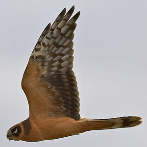 Pallid Harrier
