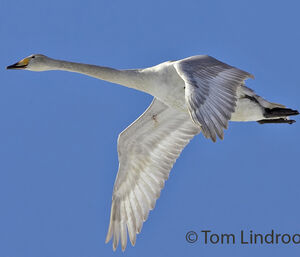 Cygne chanteur