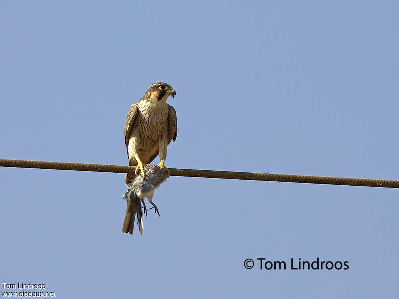 Peregrine Falcon (pelegrinoides)First year, pigmentation, eats