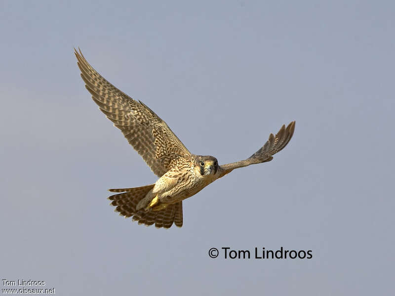 Peregrine Falcon (pelegrinoides)First year, identification, Flight