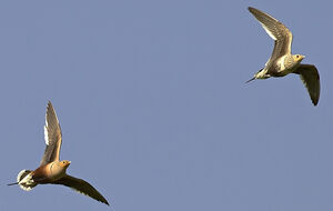 Chestnut-bellied Sandgrouse