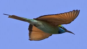 Green Bee-eater
