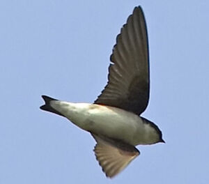 Asian House Martin
