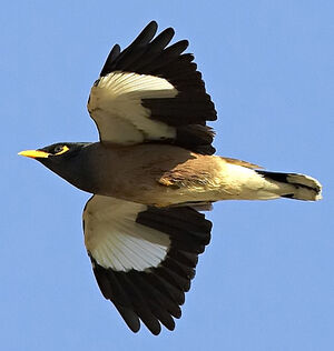 Common Myna