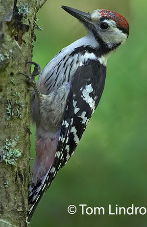 White-backed Woodpecker