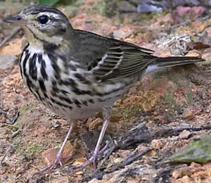 Olive-backed Pipit