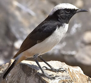 Arabian Wheatear