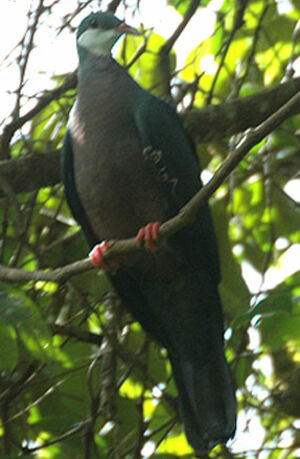 Metallic Pigeon