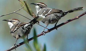Chestnut-crowned Babbler