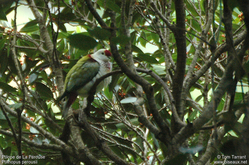 Many-colored Fruit Dove male adult