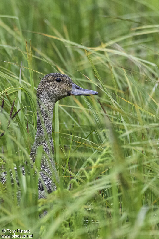 Northern Pintail female adult, close-up portrait, aspect, walking