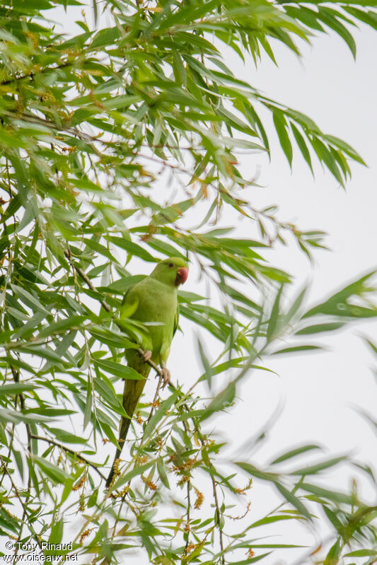 Rose-ringed Parakeet, identification, aspect