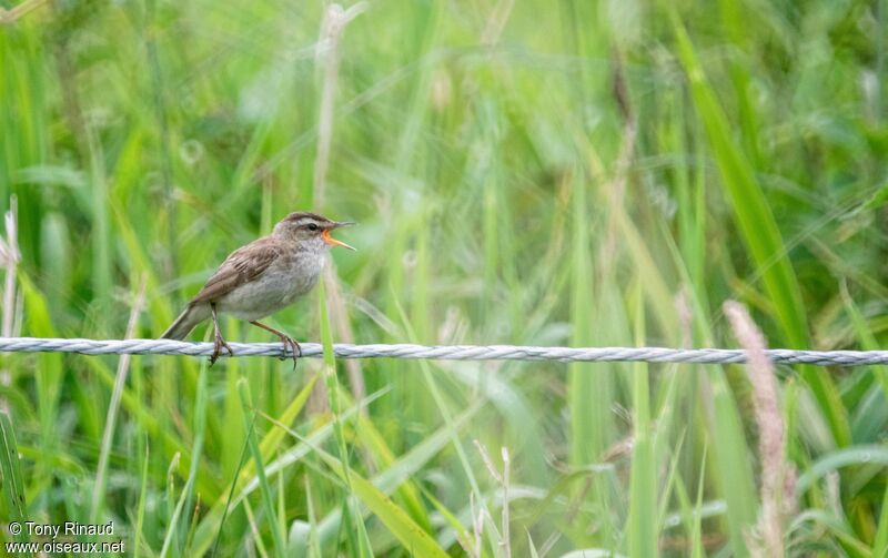 Sedge Warbler male adult, identification, aspect, song