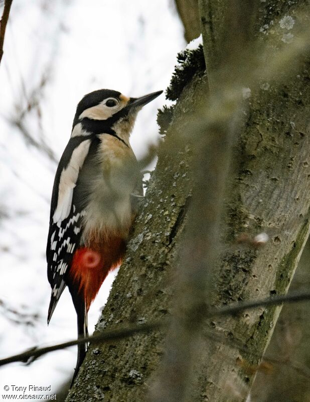 Great Spotted Woodpecker female adult, identification, aspect, walking