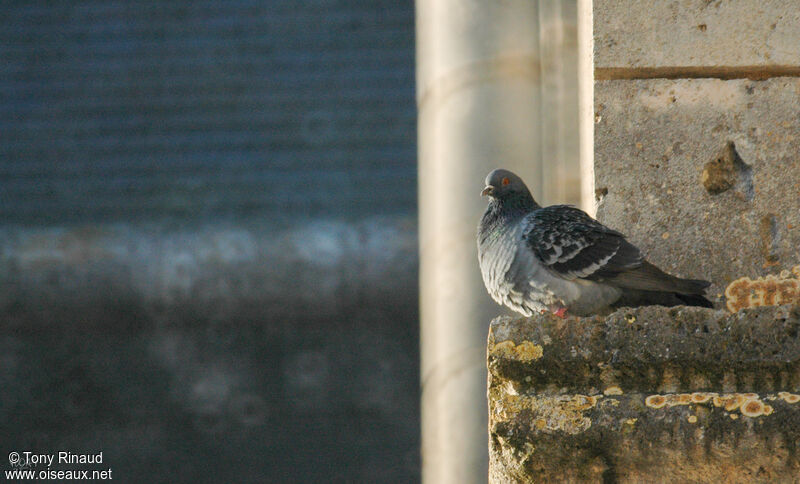 Pigeon bisetadulte, identification, composition