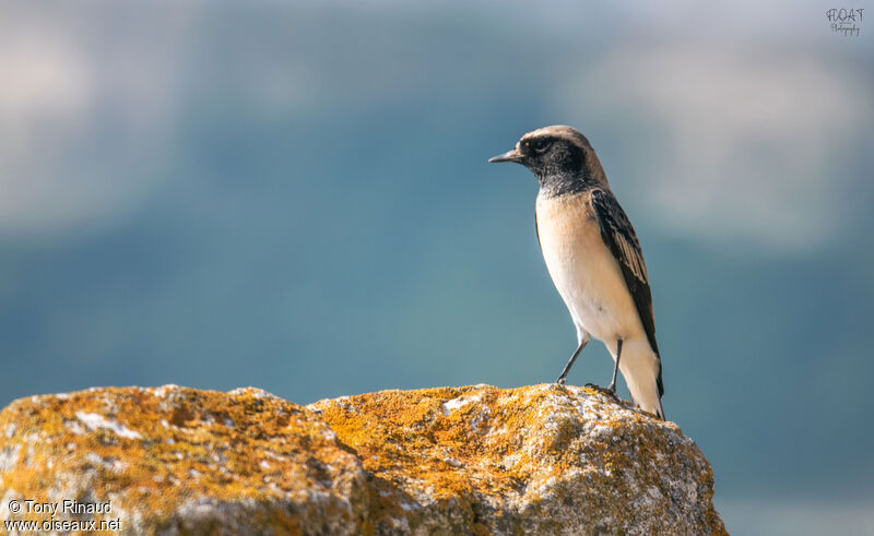 Pied Wheatear male adult transition, identification, moulting, aspect, pigmentation, walking