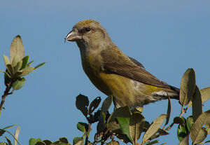 Red Crossbill 
&copy; Typhaine Lyon