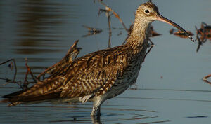 Eurasian Curlew 
&copy; Typhaine Lyon