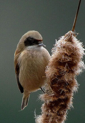 R�miz penduline