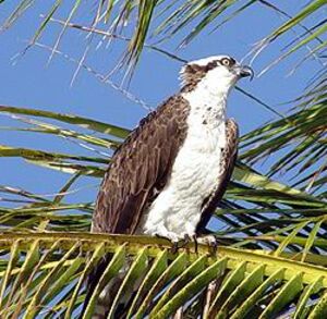 Western Osprey
