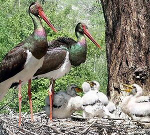 Cigogne noire