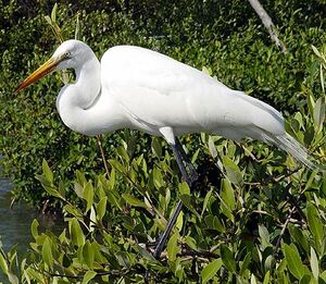 Grande Aigrette