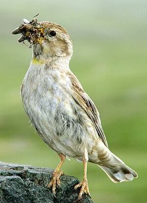 Moineau soulcie 
&copy; Valery Moseykin
