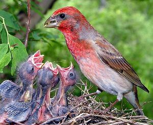 Common Rosefinch 
&copy; Valery Moseykin