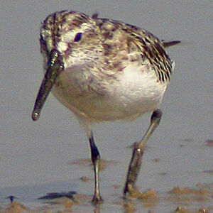 Broad-billed Sandpiper