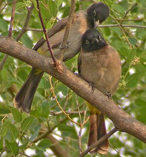 Bulbul d'Arabie