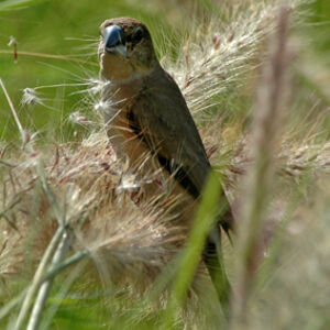 African Silverbill