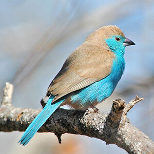 Blue Waxbill