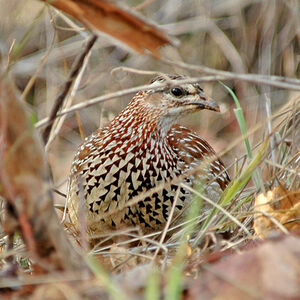 Francolin huppé