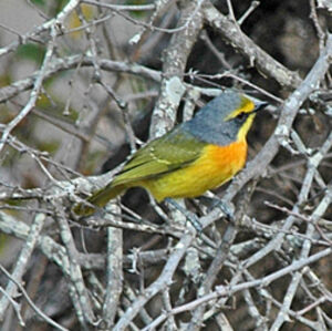 Orange-breasted Bushshrike