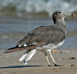Sooty Gull