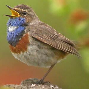Bluethroat 
&copy; Vatar Bourgogne