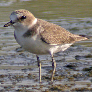 Kentish Plover
