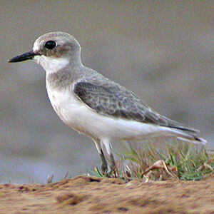 Greater Sand Plover