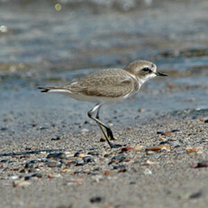 Lesser Sand Plover